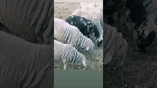 full MAREENO sheep