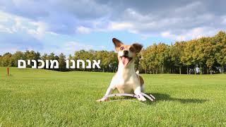 סרטון אנימציה שיווקי -סרטון פרסומת