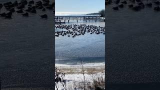 Geese Parking Only! Lexington State Harbor/ Michigan ￼￼