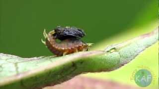 Flipping Golden Tortoise Beetle