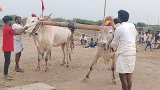 navalkal bulls race 11va kadi sirwar raichur dist Karnataka