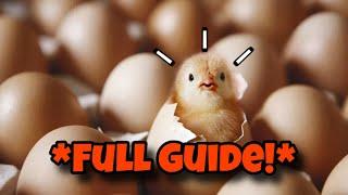 How To Incubate Chickens *FULL GUIDE*