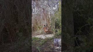 НЕ ФАЗАН, А CONOR ANTHONY MCGREGOR))) #загоннаяохота #nature #birds #весенняяохота #ConorMcGregor