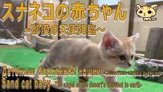 【１駅分の癒し】[4K] スナネコの赤ちゃん～砂漠の天使降臨～　Детёныш барханной кошки -Сошествие ангела пустыни-  Sand cat baby