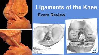 Ligaments of the Knee Exam Review - Raymond Kim, MD