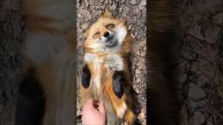 Alice the fox#funnyanimalsvideos #short #cutefox