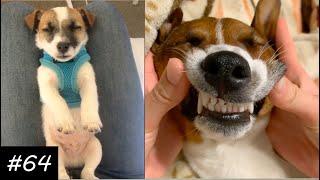 Jack Russell Terrier Compilation | New Jack Russell Videos