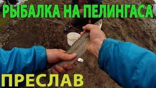 РЫБАЛКА НА ПЕЛИКА.ПРЕСЛАВ.1часть