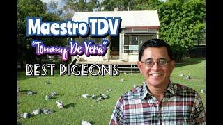 MAESTRO TOMMY DE VERA - BEST PIGEONS