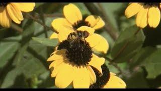 EcoBeneficial Tips: Plant Diversity in a Pollinator Victory Garden