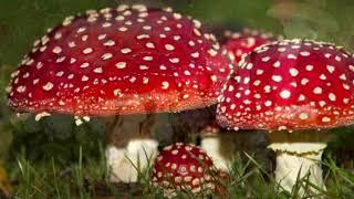 Самый ядовитый гриб в мире!