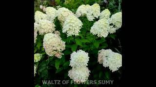 Hydrangea paniculata Graffiti,  #gardenlife, #shorts,