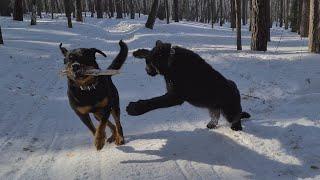 Panther & Rottweiler. Funny moments from the walk