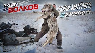 Добыли матерого волка!охота на волков.wolf hunting.