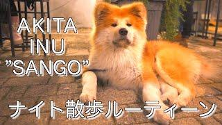 A night in the life of an Akita Inu - A walk through the historic cityscape of Italy/AKITA INU SANGO