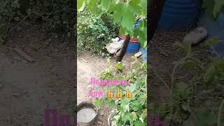 Наше сельское хозяйство в городе! Огорода уже нет!Кур загнали во двор! Больше некуда было девать!