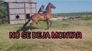 DESCUBRE COMO DARLE SEGURIDAD A UN CABALLO DE SALTO QUE NO SE DEJA MONTAR EN SOLO 2 HORAS #HORSE#