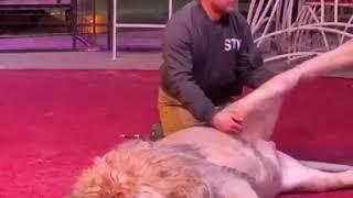 Unbelievable chiropractic adjustment for lion 