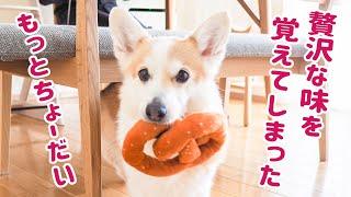 初めての美味しさにビックリしたコーギー【Doggy Box】