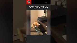 멍청한 고양이 모음zip #cat #cats #catvideos #shorts #쇼츠 #고양이