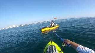 Shark gets ripped in half by another shark