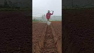 Leeks Cultivation at Home #short #udeshi siriwardana ##janushi