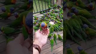 Lorikeet Mayhem 