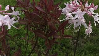 CHOCOLATE DROP NATIVE AZALEA - FUN FLOWER