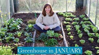 GREENHOUSE IN JANUARY, harvesting & sowing