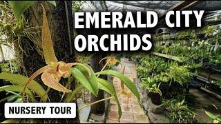 Emerald City Orchids Nursery Tour | RARE & UNCOMMON ORCHIDS Just 45 Minutes Outside Seattle, WA!