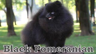 Cute black pomeranian dog. 010 #blackpomeranian  #pomeranian #pomeraniandog