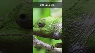 How do chameleons camouflage themselves? | Interesting Facts | Embibe | Shorts