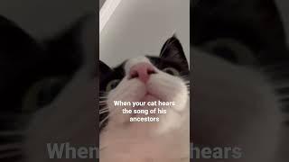 Toby hears the song of his #ancestors!  #shorts #cat #crazy