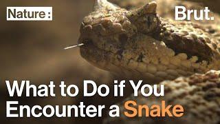 What to Do if You Encounter a Snake