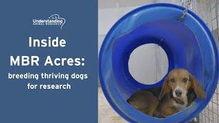 Inside MBR Acres: breeding thriving dogs for research