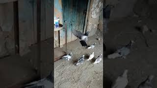 Flying pigeon doing back flip