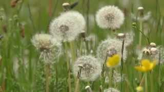 Dandelion 'Clocks'