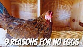 9 Reasons Your Hen Is NOT Laying Eggs | Why Is My Chicken Not Laying Eggs | Backyard Chickens