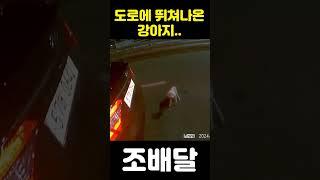 [제보영상] 도로에서 구출한 강아지