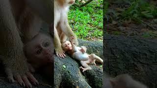 Best Clip Of Luno Baby Monkey, Baby Sleep On Tree Wait Mum Feels Better. #babymonky #babyanimal