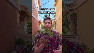 Bonsai trees for beginners  #bonsai #bonsaitree #garden #gardening #gardeningtips #learnonyoutube