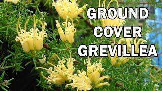 GOLD CLUSTER™ Grevillea a groundcover with gold flowers | Ozbreed Native Shrubs & Groundcovers