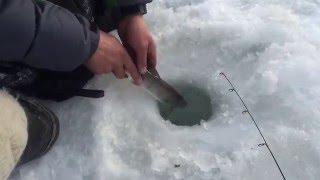 Ice fishing in Mongolia releasing baby taimen(өвлийн загасчлал тулбага буцааж байна)