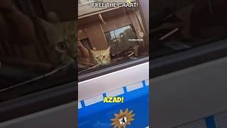 Free the CAT #memes #trend #youtubeshorts #funny #subscribe #shorts #viral #cat #meme41