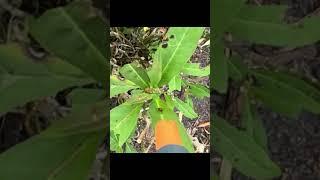  Save Monarchs & Milkweed with Bug-A-Salt 3.0 Hack! 