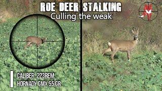 Stalking roe deer .223rem 55gr GMX - culling the weak.