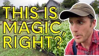 What Kind Of Sorcery Is This? // Homestead Update