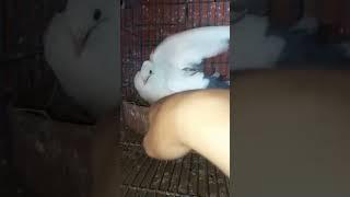 إنها الام ي سااده 