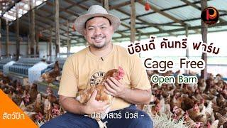 ฟาร์มแรกในสุพรรณฯ "เลี้ยงไก่ไข่" โรงเรือนเปิดแบบไม่ใช้กรง (Cage Free Open Barn) | ปศุศาสตร์ นิวส์