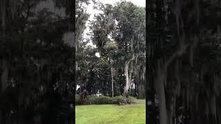 Kraft Azalea Garden | Winter Park, Florida #shorts